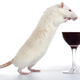 Image for article titled Wine pairings for the post-apocalypse: What to drink with rats, dog food, and more